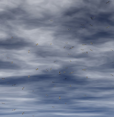 Seagulls Flying.Flock Of Seagulls Flying Low . Dramatic cloudy sky in the background. Stock Image