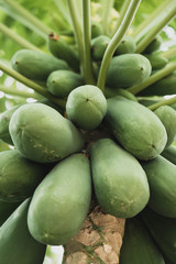 Fresh green papaya on tree.papaya tree with bunch of fruits