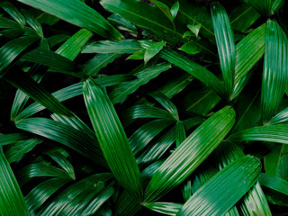 Nature view of dark green Rhapis excelsa leaves for background and wallpaper. Beautiful and fresh green plants landscape in garden