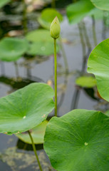 Beautiful lotus at pond.