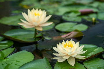 Beautiful blossom water lily in pond.