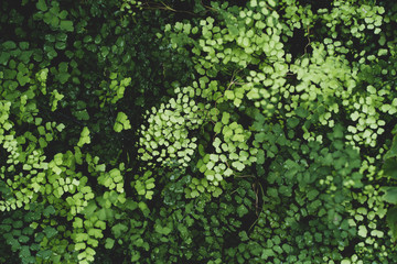 Fototapeta na wymiar green moss on the wall