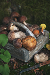 Basket of mushrooms in forest