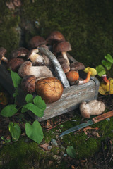 Basket of mushrooms in forest