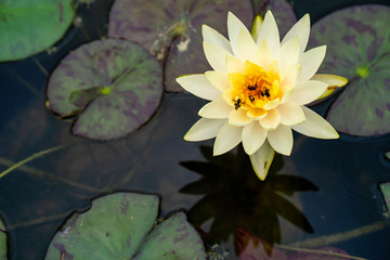 Beautiful blossom water lily in pond.