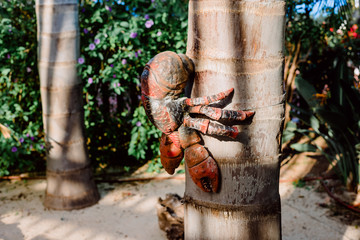 Coconut palm crab perched on a tree on a pacific island on vacation. © Road Red Runner