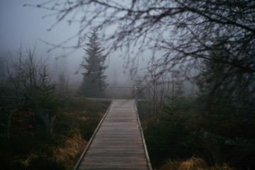 Fototapeta na wymiar Holzweg der durch weitläufig bewachsenen Wald führt im Schwarzwald während eines nebeligen Vormittags