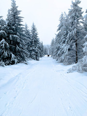White winter in Czarna Góra city.
