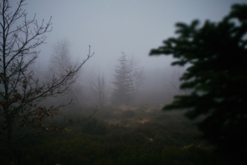 Fototapeta na wymiar vereinzelte Bäume eines Waldes erfüllt von dichtem Nebel im Schwarzwald