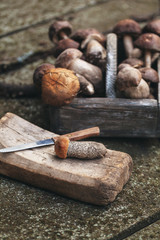 Basket of mushrooms in forest