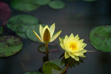 Obraz na płótnie Canvas Beautiful blossom water lily in pond.