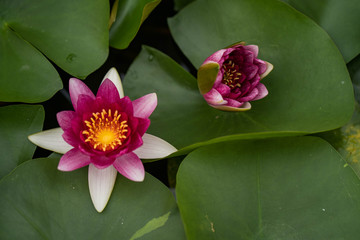 Beautiful blossom water lily in pond.