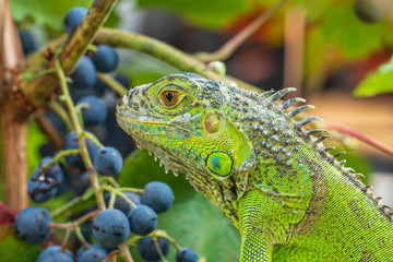 Green iguana resting on a branch, takes a sun bath and eats a grape.