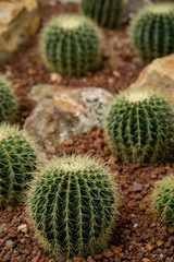 Beautiful collection of cactus in garden.