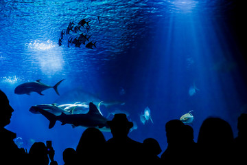 Shark and fish tank in an aquarium visited by tourists.