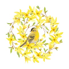 Spring circle banner with bird Siskin, blossoming yellow flowers and green leaves on branches Forsythia. Vector illustration in watercolor style on white background.