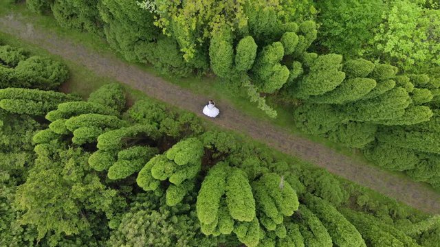 Aerial view Walk brides between fabulous Thuya trees. The view from the drone brides walk in the Park