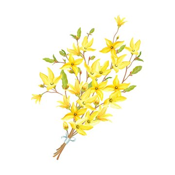Delicate bouquet with blossoming yellow flowers and green leaves on branches Forsythia. Vector tender illustration in watercolor style. 