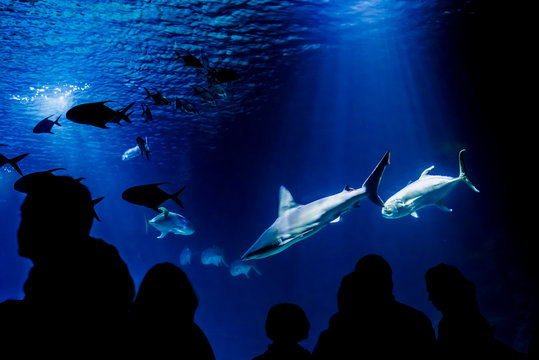 Sharks swimming in an aquarium in front of visitors and tourists.