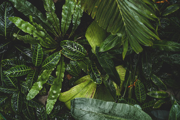 Tropical rain forest nature background.