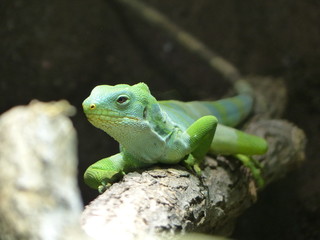 iguana on tree