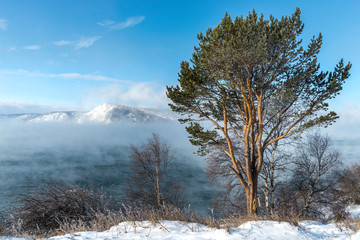 Obraz na płótnie Canvas Pine on the shore of a foggy winter Baikal