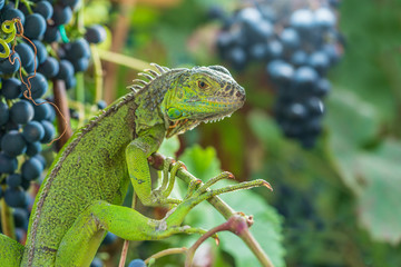Green iguana resting on a branch, takes a sun bath and eats a grape.