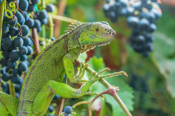 Green iguana resting on a branch, takes a sun bath and eats a grape.