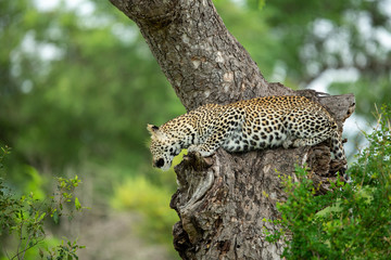 A young male leopard and his mother on a kill in a tree with some hyaena interaction