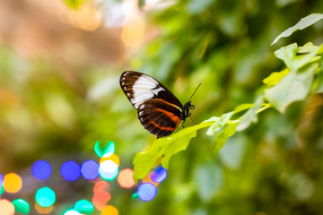 butterfly bokeh