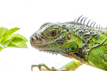Green iguana isolated on white background.