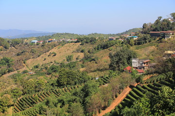 the multi layers on the green tea garden