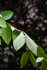 green leaves in the sun