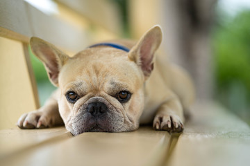 Cute looking french bulldog lying on wooden chair in park.