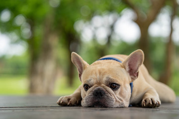 Fototapeta premium Cute looking french bulldog lying on wooden chair in park.