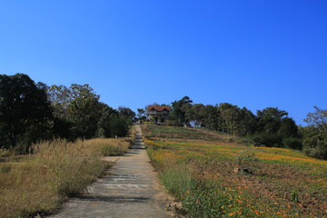 Fototapeta premium thailand northern landscape in chiang mai