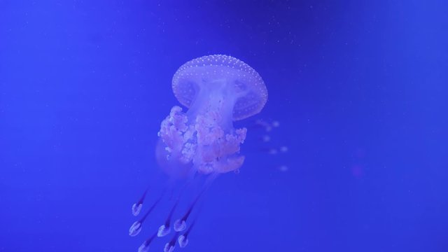 Spotted jellyfish (Mastigias Papua) swimming underwater. Jellyfish with long tentacles floating. Marine life wallpaper background.