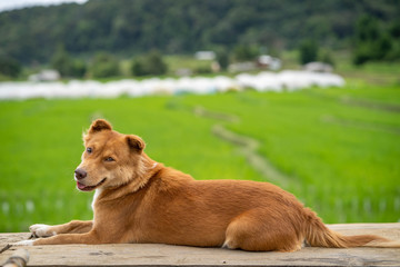 Cute looking french bulldog lying on wooden table against the rice field.
