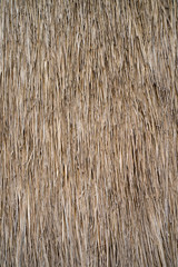 Dry Vetiver grass background.