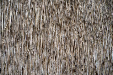 Dry Vetiver grass background.
