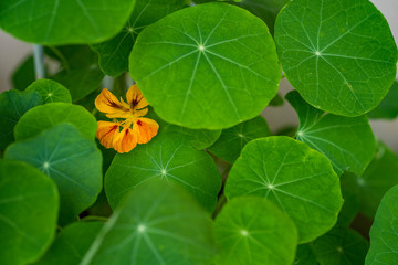 Tropical green leaves background.