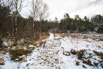 winter wood road to the preiklestolen