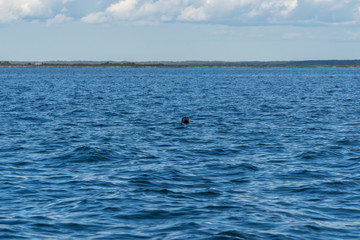 Gray seals swimming in blue Baltic Sea, Harilaid, Estonia, Europe