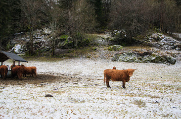 norweian cow in winter