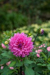 colorful Dahlia flowers are blossom during rainy season.
