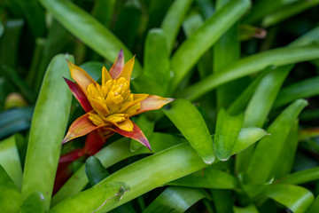 red and yellow flowers