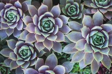 Beautiful succulents in a planter