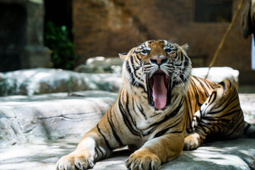 Big tiger lying in shade at tiger zoo.