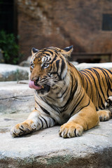 Big tiger lying in shade at tiger zoo.