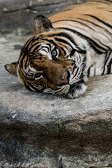 Bangor tiger lying in the ground.